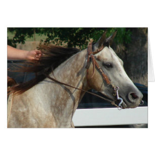 At the Horse Show