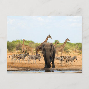 At the waterhole postcard
