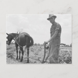 At Work in the Cotton Postcard