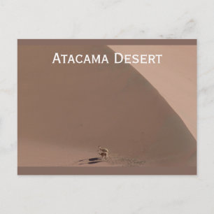 Atacama Desert, Chile Postcard