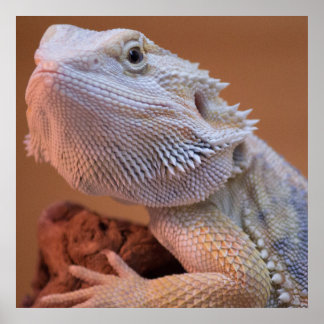 Aten on a log. poster