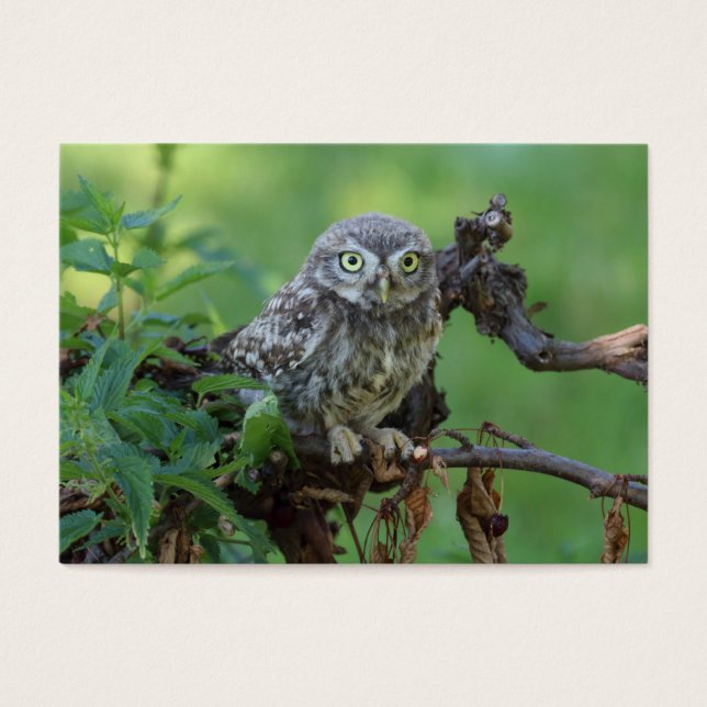 Athene noctua (Front)