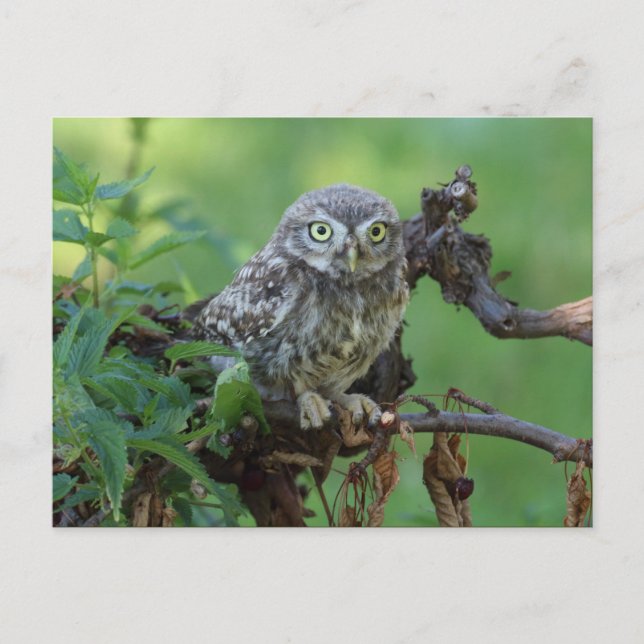 Athene noctua postcard (Front)