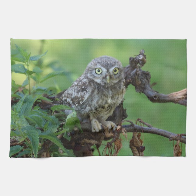 Athene noctua tea towel (Horizontal)
