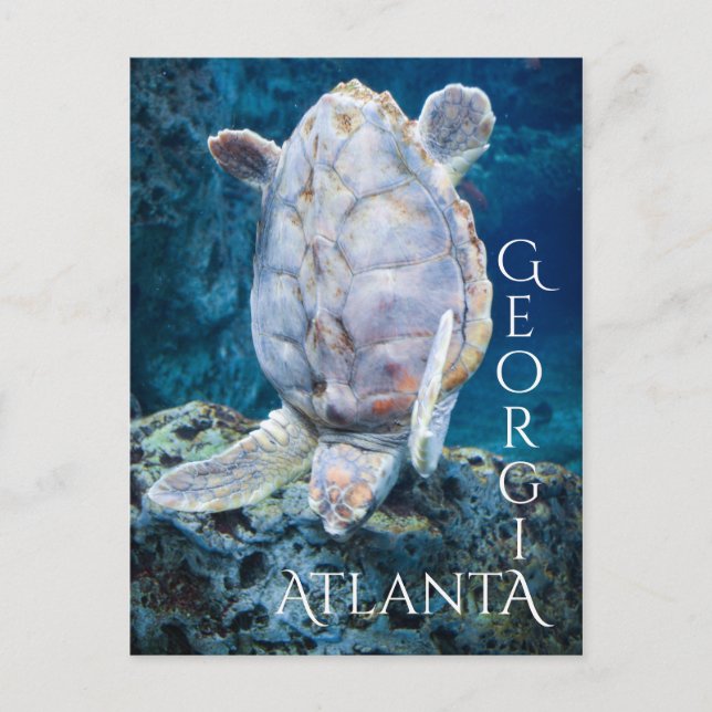 Atlanta Georgia Turtle Dive Postcard (Front)