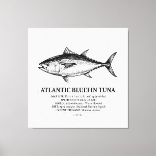Atlantic Bluefin Tuna Scientific Illustration Canvas Print