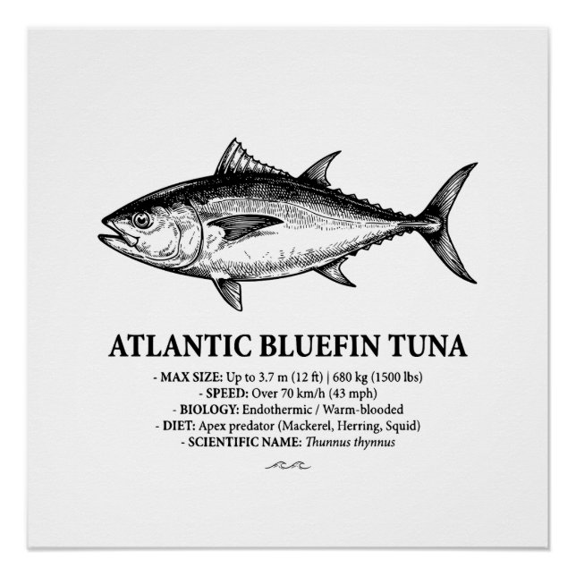Atlantic Bluefin Tuna Scientific Illustration  Poster (Front)