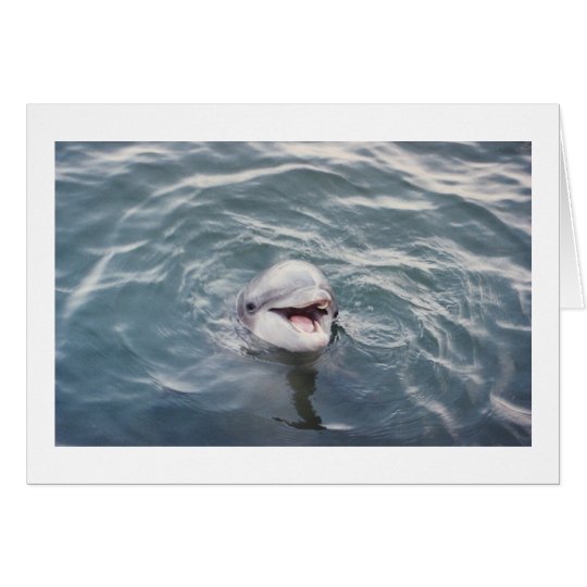 atlantic bottlenose dolphin card