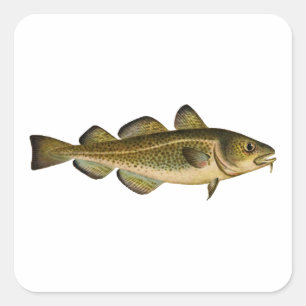 Atlantic Cod Square Sticker