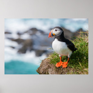 Atlantic Common Puffin Fratercula Arctica Poster