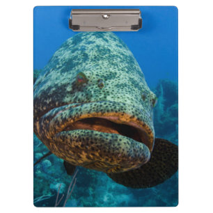 Atlantic Goliath Grouper Clipboard