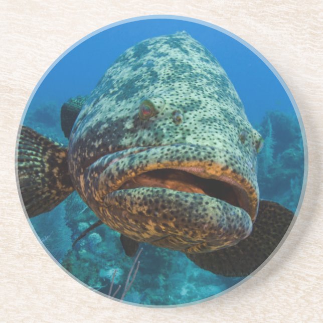 Atlantic Goliath Grouper Coaster (Front)