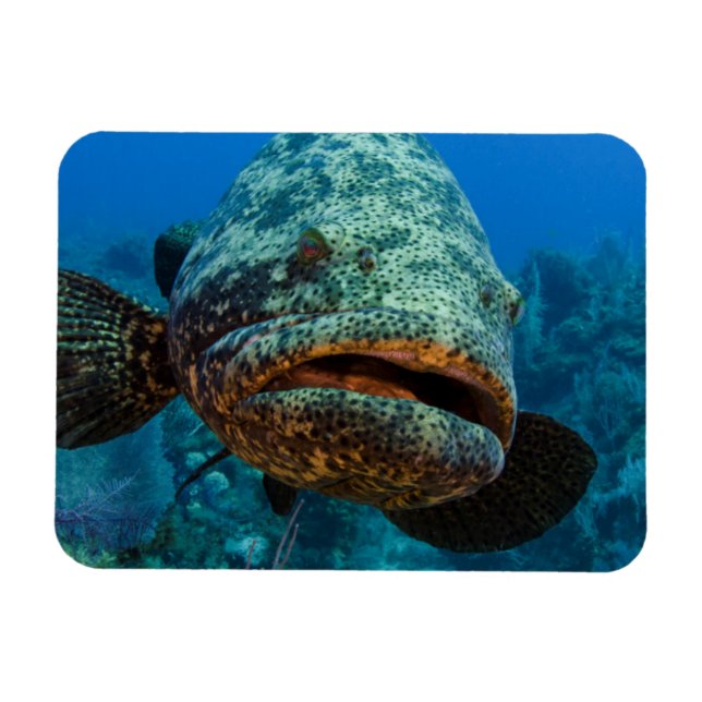 Atlantic Goliath Grouper Magnet (Horizontal)