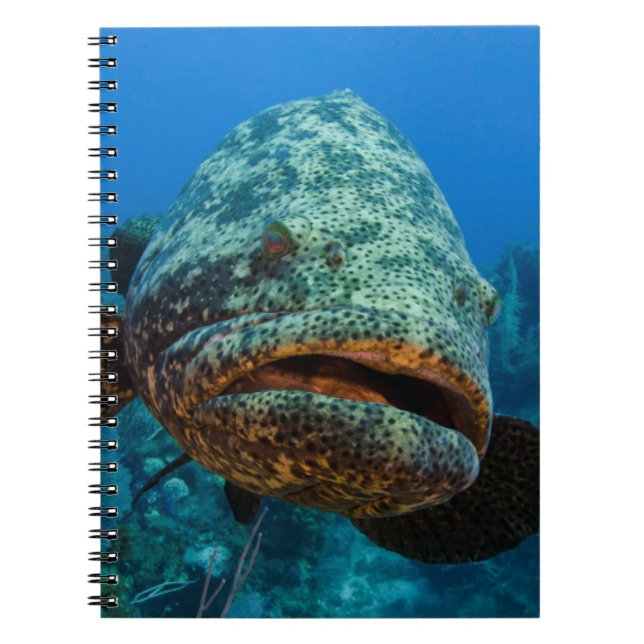 Atlantic Goliath Grouper Notebook (Front)