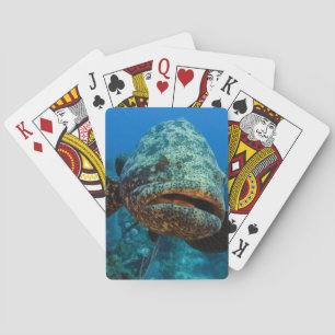 Atlantic Goliath Grouper Playing Cards