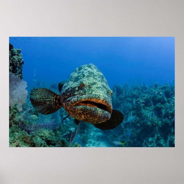 Atlantic Goliath Grouper Poster (Front)