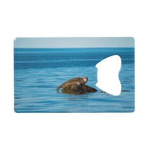Atlantic Harbor Seal
