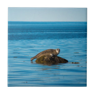 Atlantic Harbour Seal Ceramic Tile