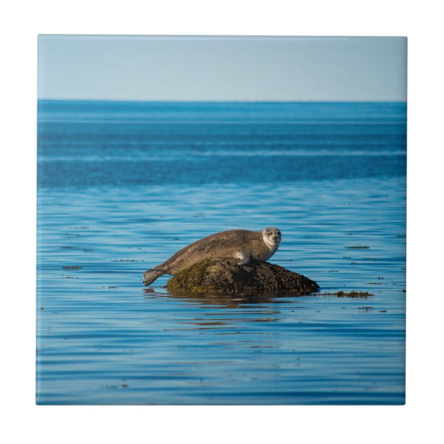 Atlantic Harbour Seal Ceramic Tile (Front)