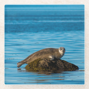 Atlantic Harbour Seal Glass Coaster