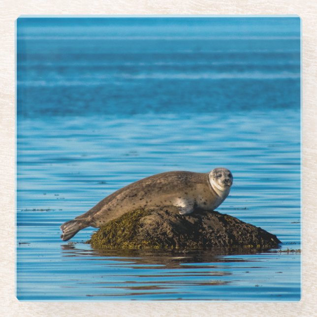 Atlantic Harbour Seal Glass Coaster (Front)