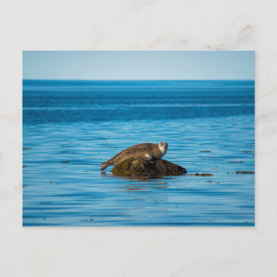 Atlantic Harbour Seal Postcard