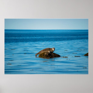 Atlantic Harbour Seal Poster