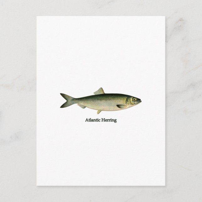Atlantic Herring Postcard (Front)