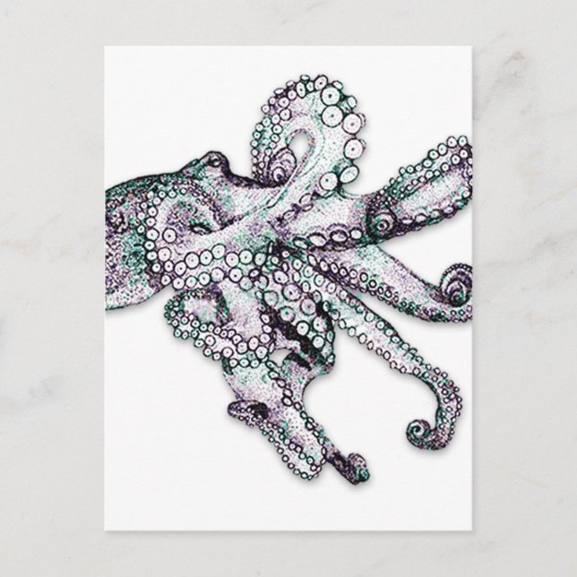 Atlantic Octopus Postcard (Front)