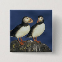 Atlantic Puffin