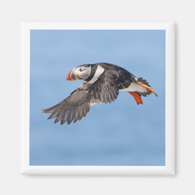 Atlantic Puffin 2x2 magnet (Front)