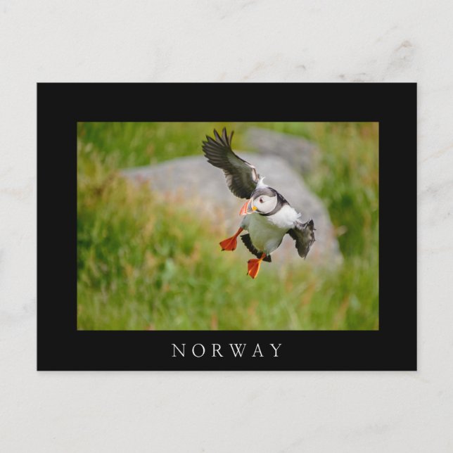 Atlantic Puffin bird flying black border postcard (Front)