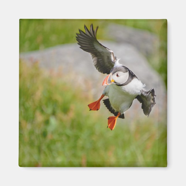 Atlantic Puffin bird flying magnet (Front)