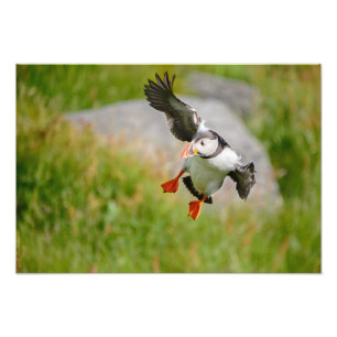Atlantic Puffin bird flying print