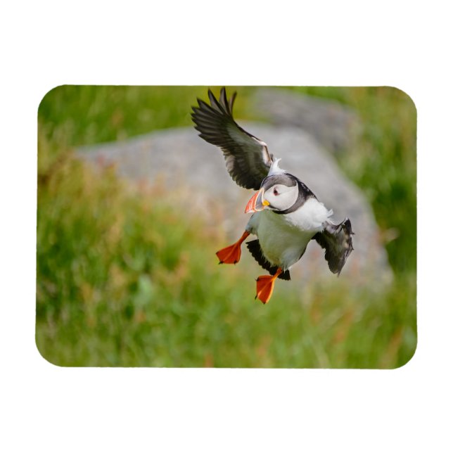 Atlantic Puffin bird flying rectangular magnet (Horizontal)