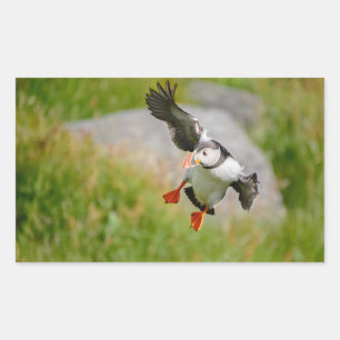 Atlantic Puffin bird flying rectangular sticker