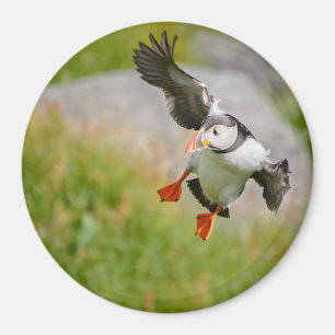 Atlantic Puffin bird flying round magnet