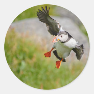 Atlantic Puffin bird flying round sticker