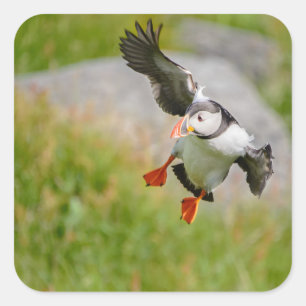 Atlantic Puffin bird flying sticker