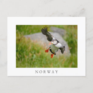 Atlantic Puffin bird flying white text postcard