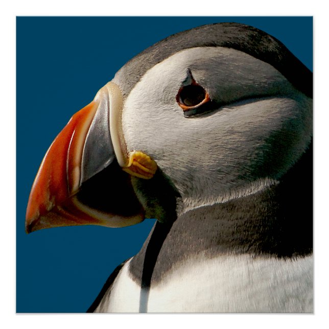 Atlantic Puffin Bird Photograph Blue Glossy Poster (Front)
