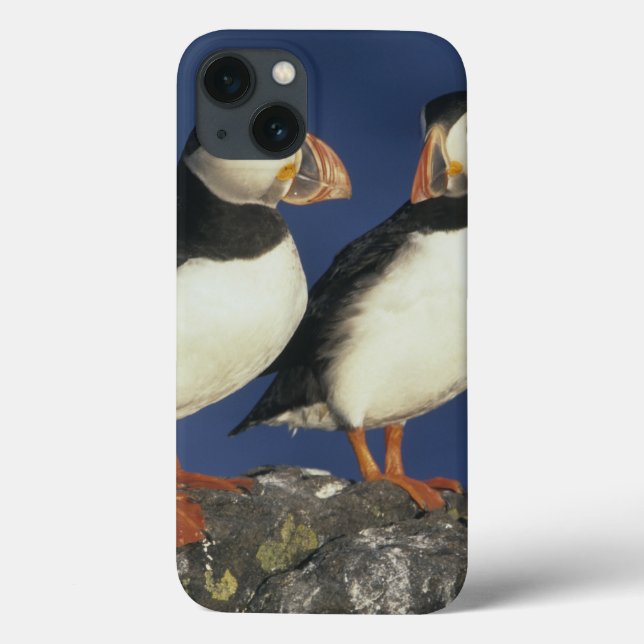 Atlantic Puffin Case-Mate iPhone Case (Back)