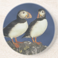 Atlantic Puffin