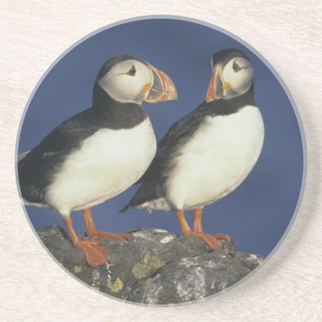 Atlantic Puffin Coaster (Front)