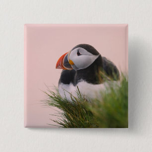 Atlantic Puffin (Fratercula arctica) 6 15 Cm Square Badge