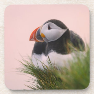 Atlantic Puffin (Fratercula arctica) 6 Coaster