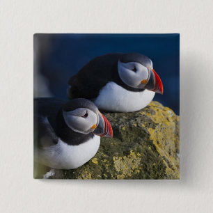 Atlantic Puffin (Fratercula arctica) 7 15 Cm Square Badge