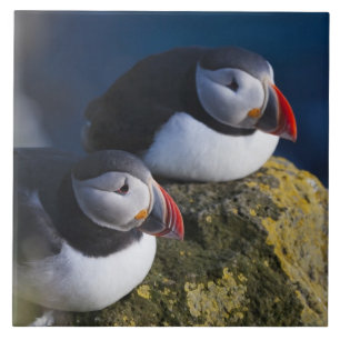 Atlantic Puffin (Fratercula arctica) 7 Ceramic Tile