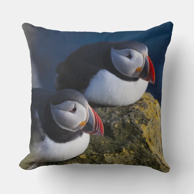 Atlantic Puffin (Fratercula arctica) 7 Cushion (Front)
