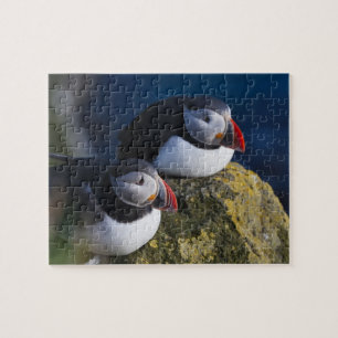 Atlantic Puffin (Fratercula arctica) 7 Jigsaw Puzzle